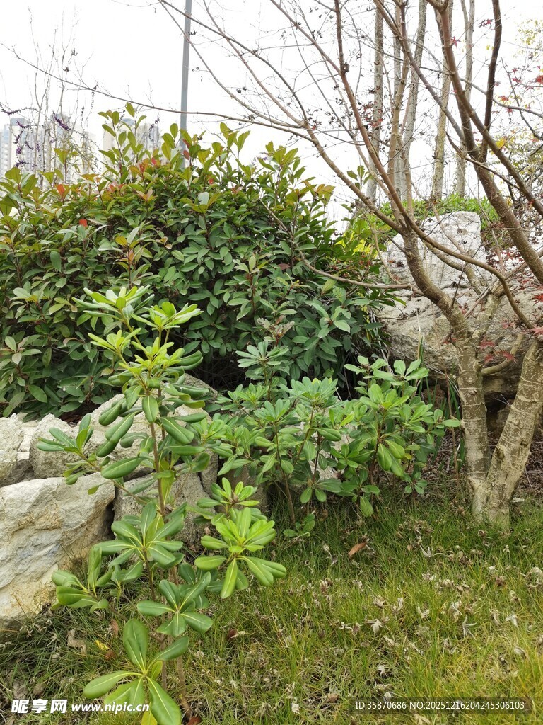 庭院绿植与石景景观