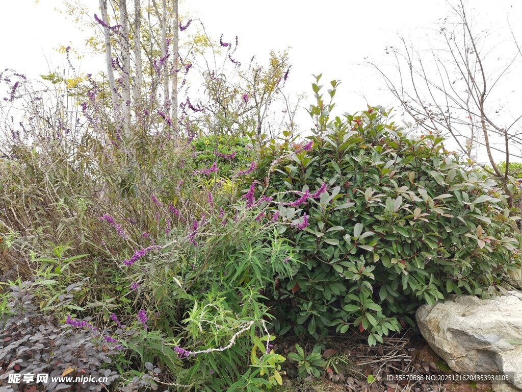 户外繁茂植物景观