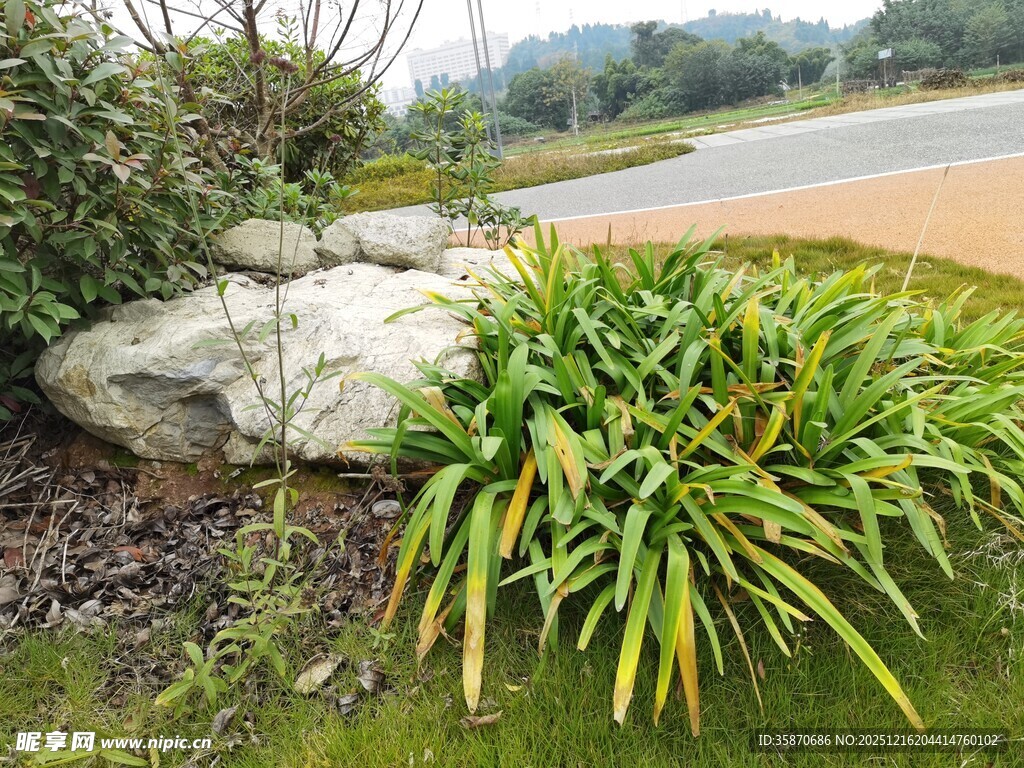 路边绿植与岩石景观