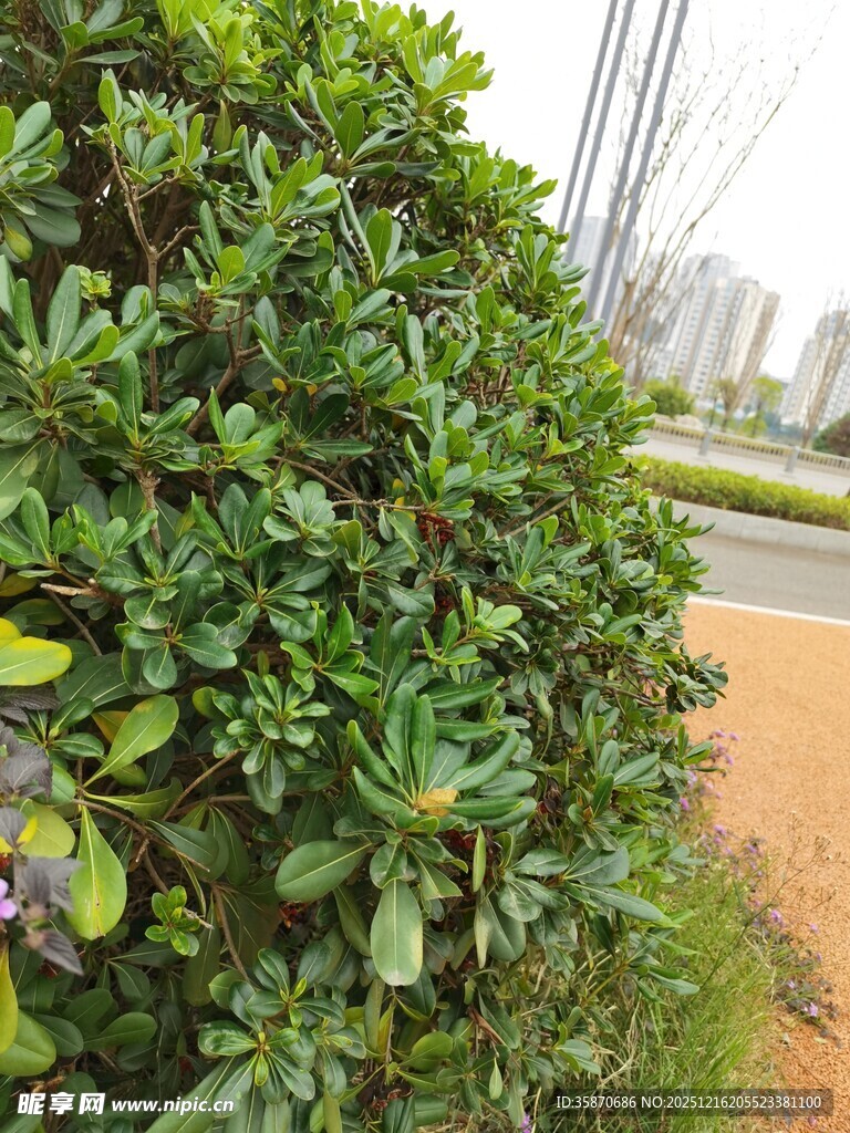 路边繁茂的绿色灌木丛