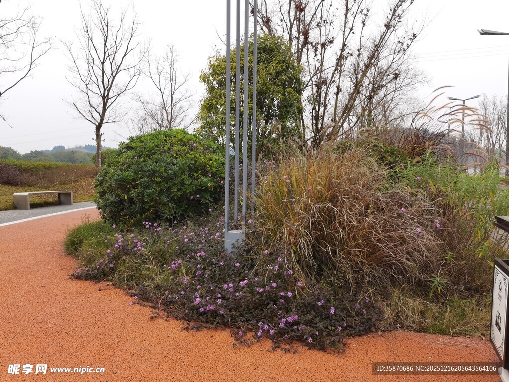 城市小径旁的绿植景观