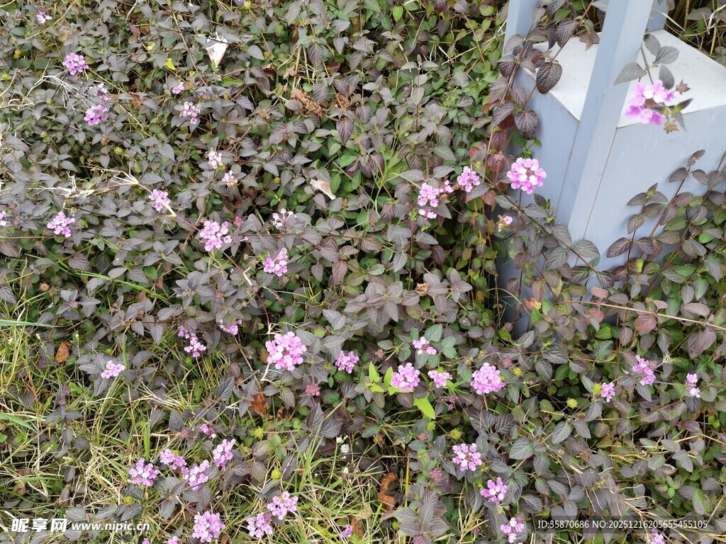 粉色小花丛中的灰白物体