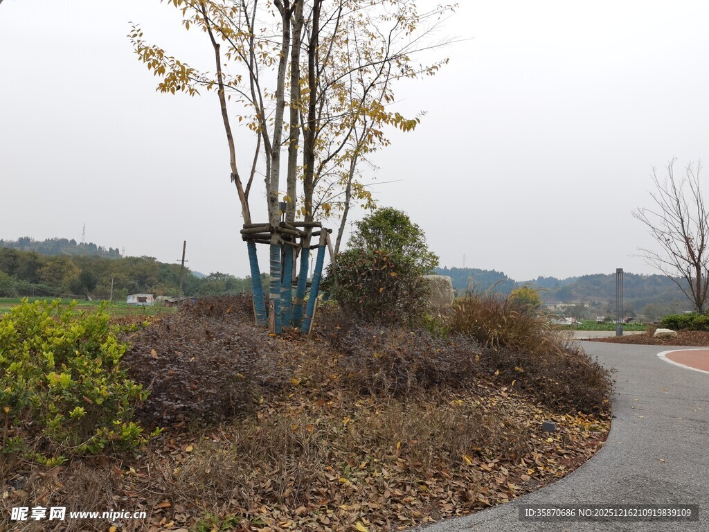 郊外蜿蜒小路旁的自然景致