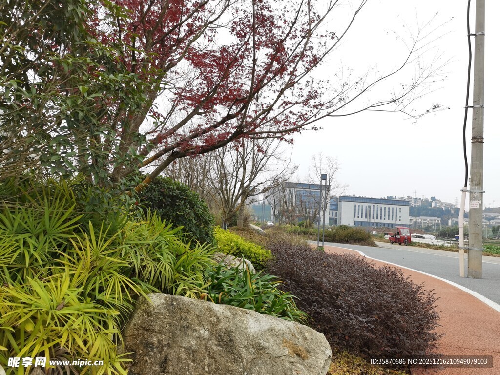 城市路边多彩绿植景观