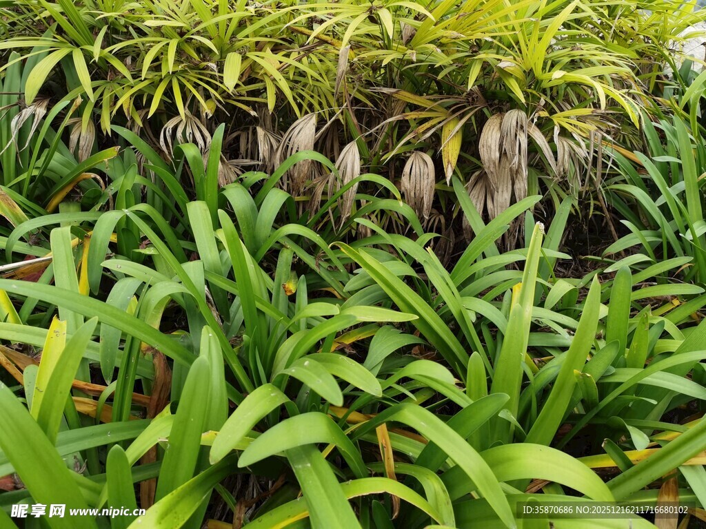 翠绿繁茂的热带植物景观