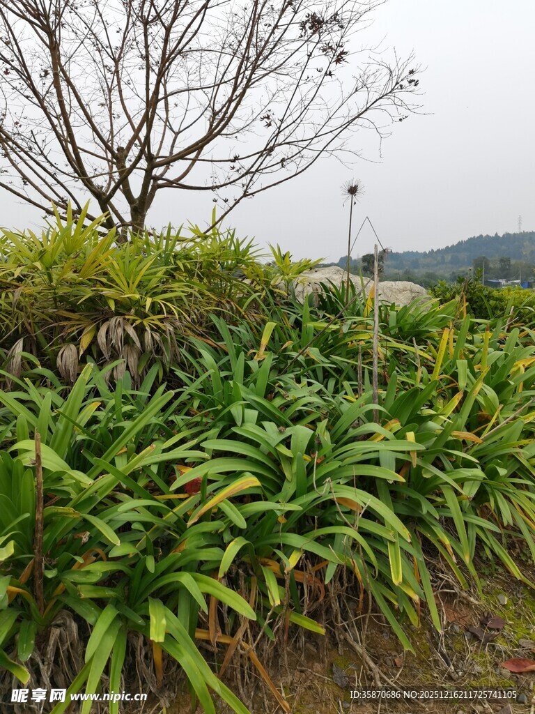 户外绿植与光秃树木景观