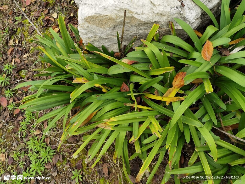 石旁翠绿植物生机勃勃