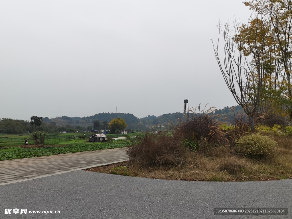 乡村道路边的自然景致