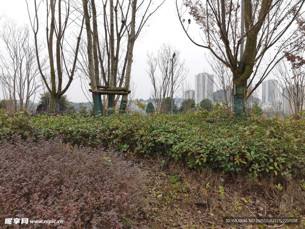 冬日园林景观植物景象