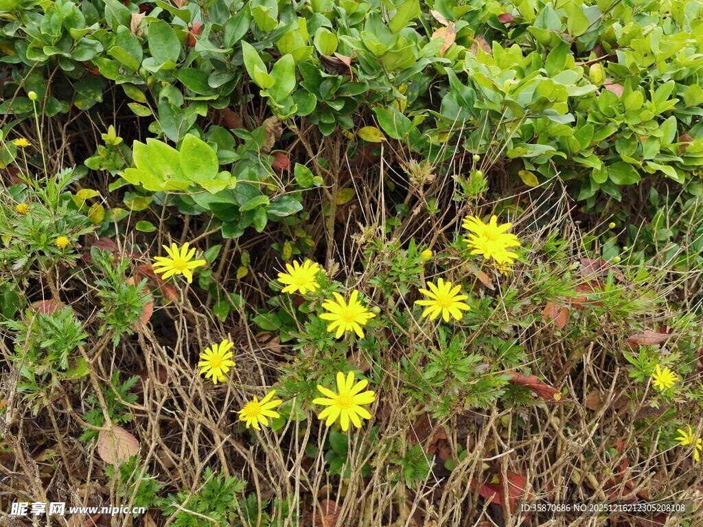 草丛中的黄色小花绽放