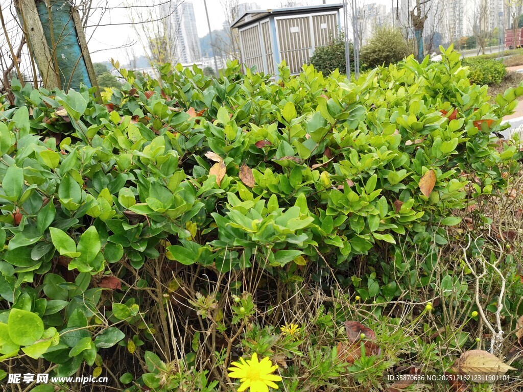 绿叶丛中绽放的黄色小花