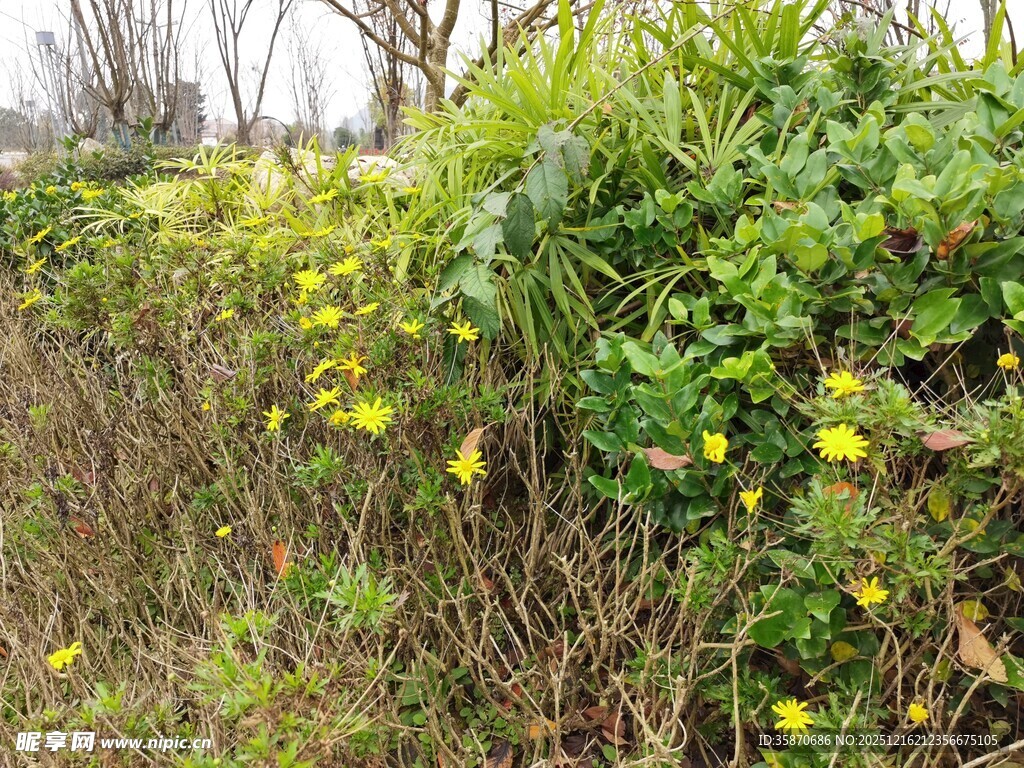 春日野外绽放的黄色小花