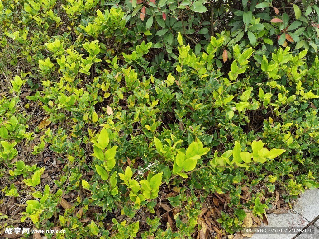 翠绿茂盛的低矮灌木丛