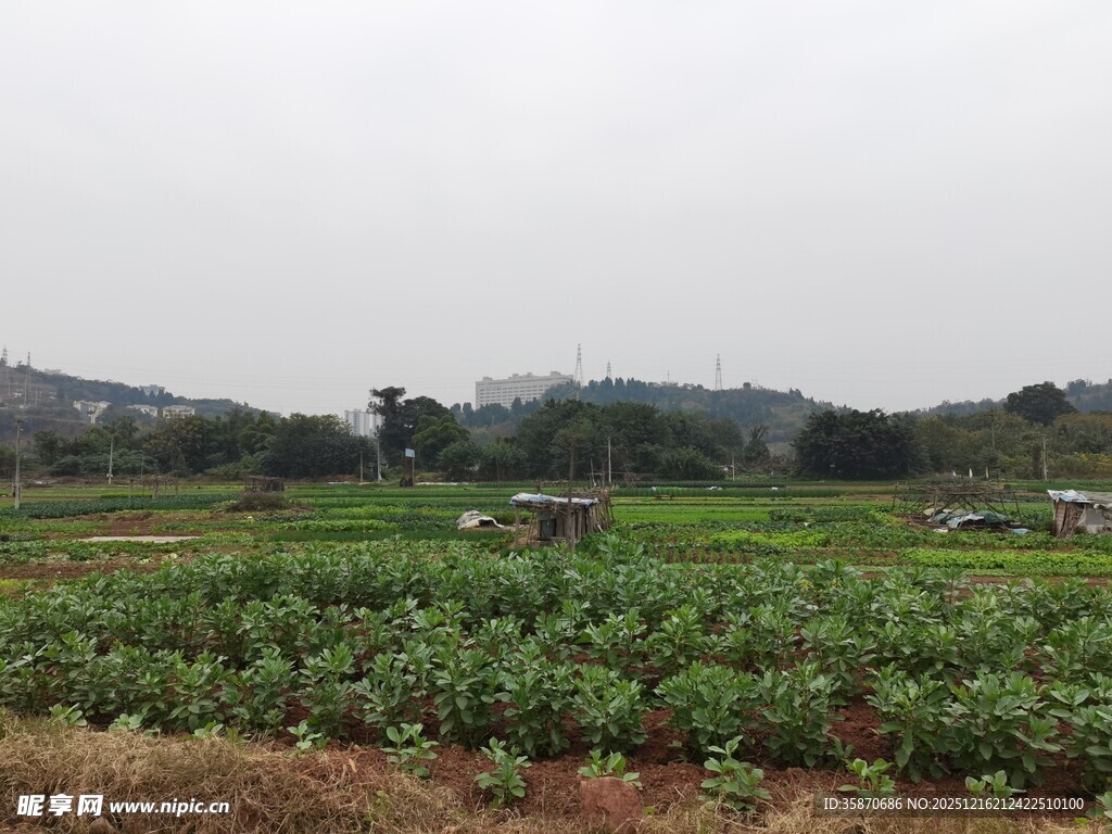 田园蔬菜种植景观