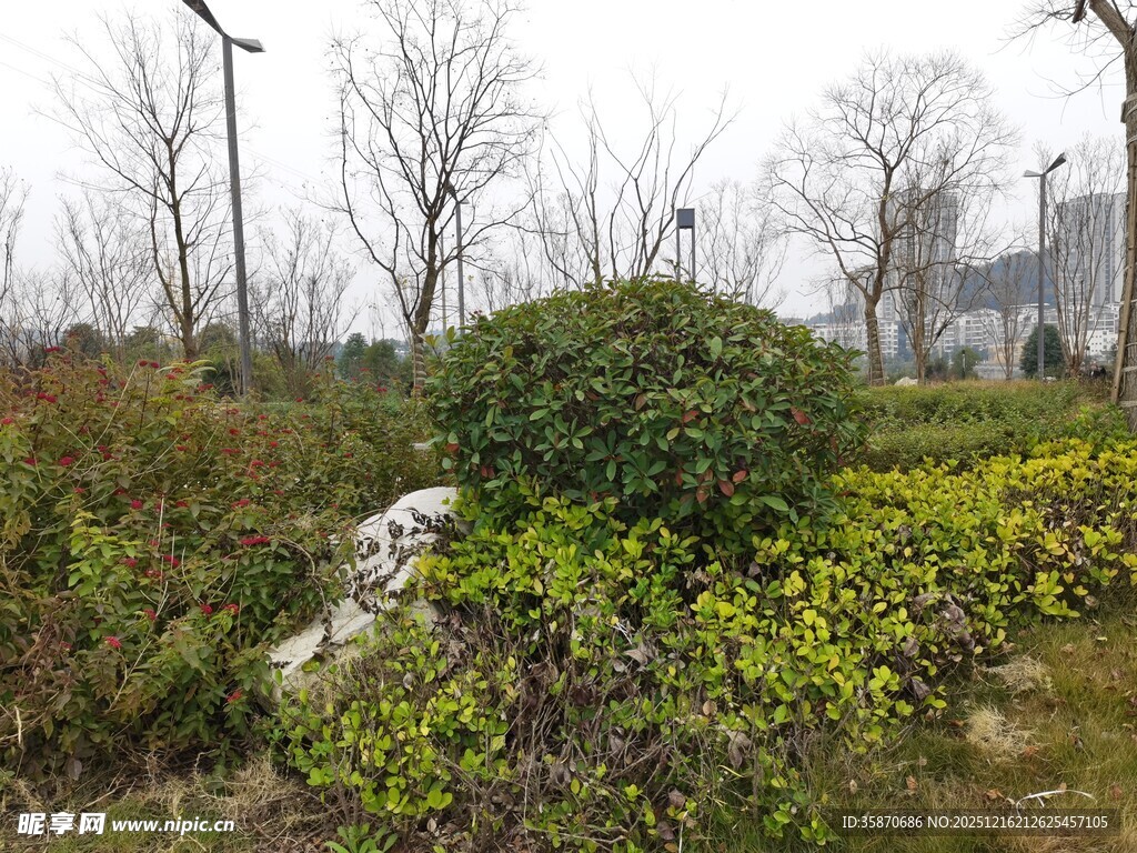 冬日城郊绿植景观