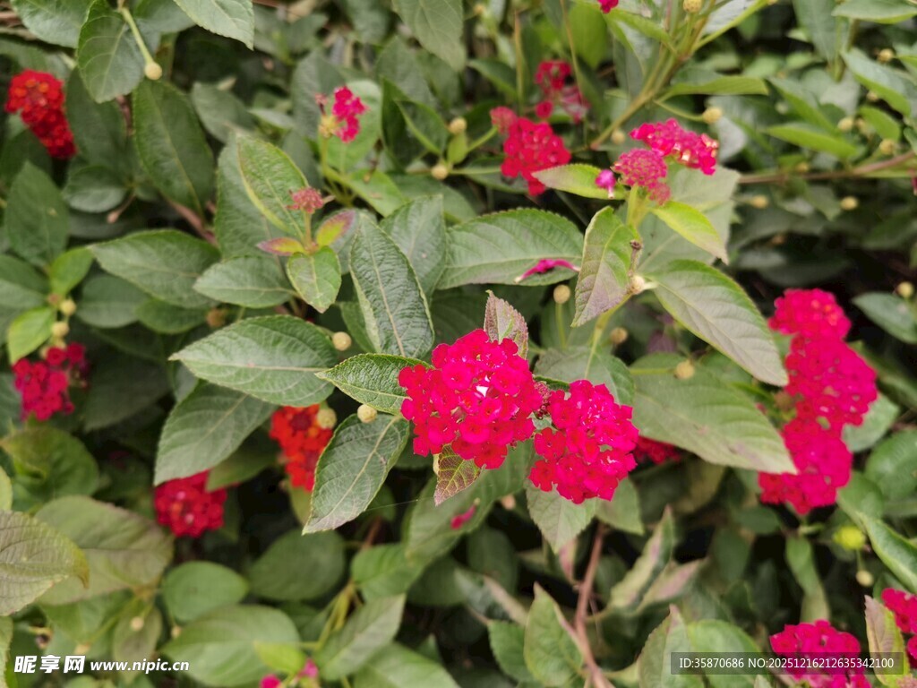 鲜艳红花朵与绿叶相映