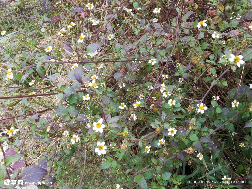 地面绽放的小野花