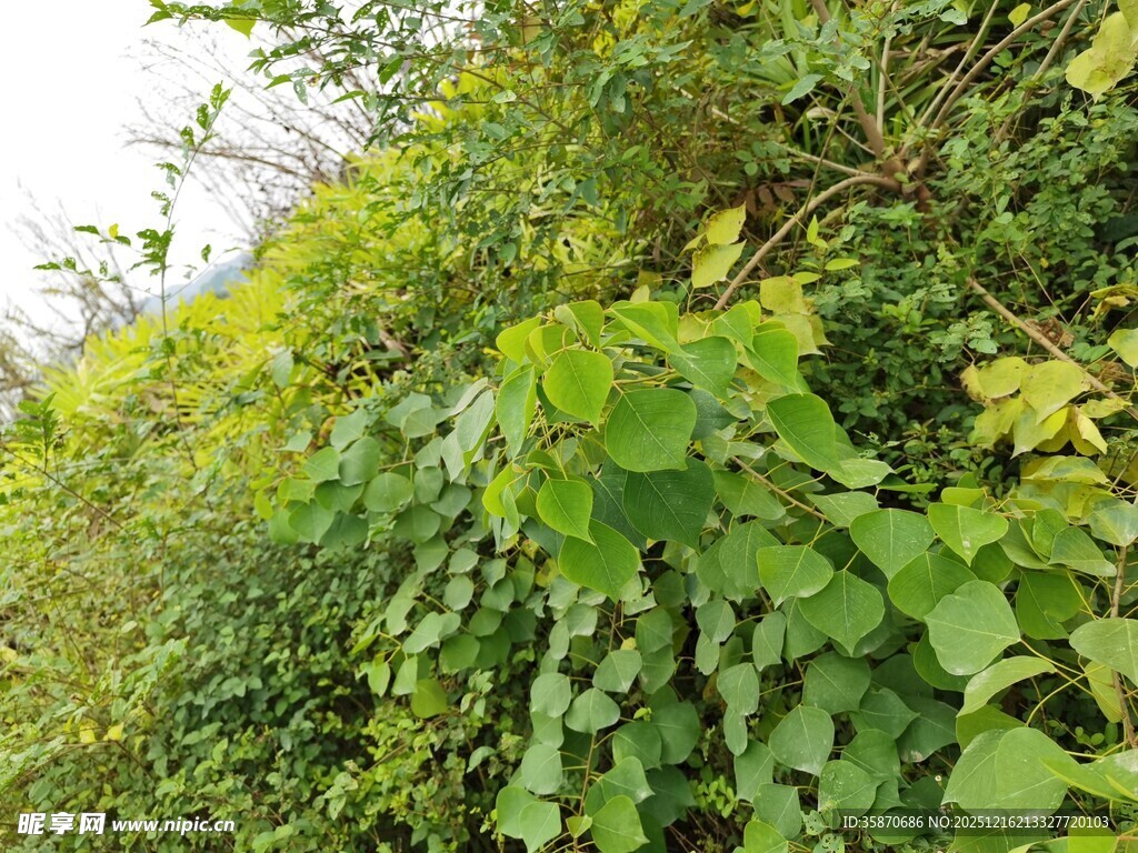 繁茂绿植覆盖的山坡