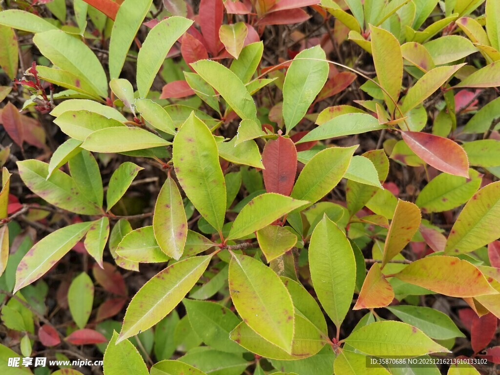 多彩叶片植物特写