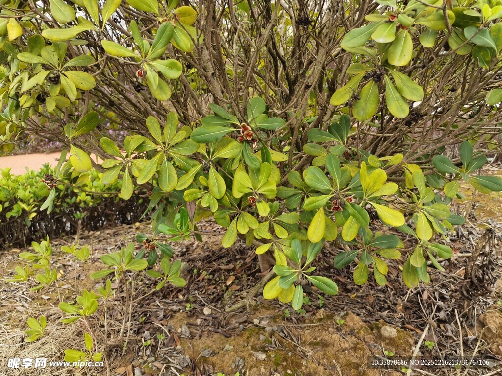 绿叶繁茂的灌木丛