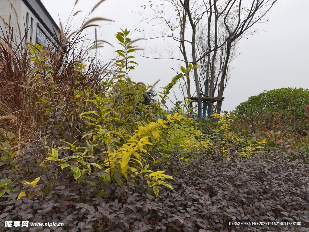 花园中的黄色植物与枯树