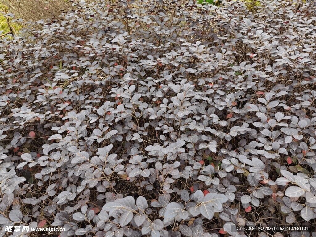 地面上密集的灰色小物体