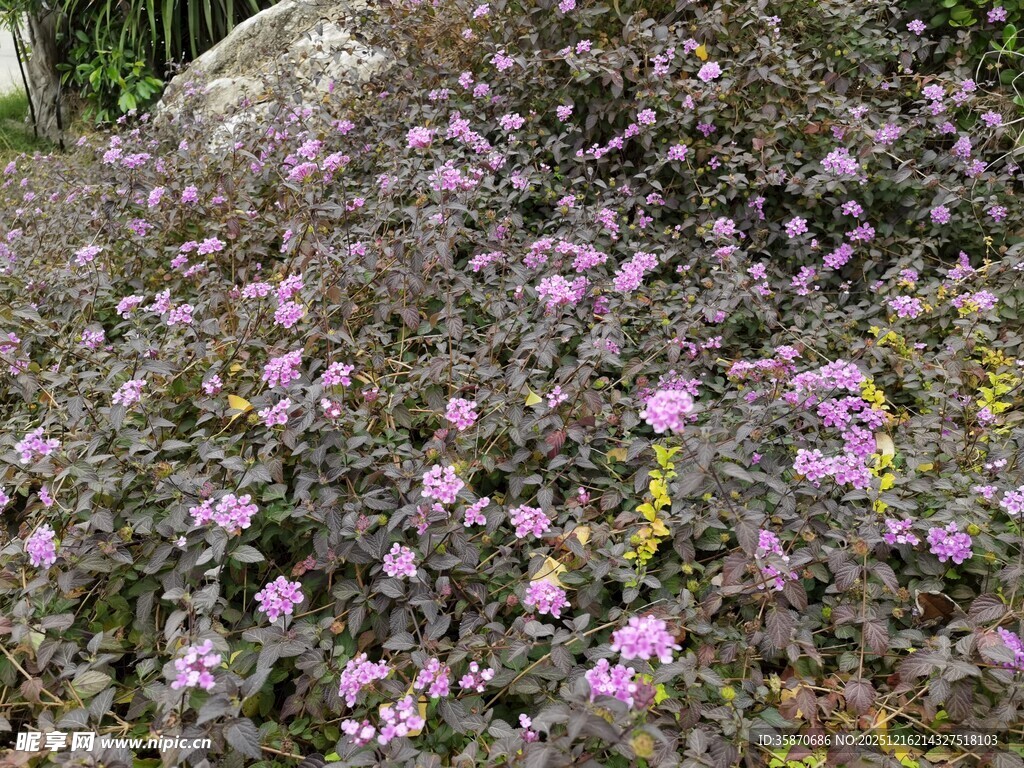 紫色小花丛绽放生机