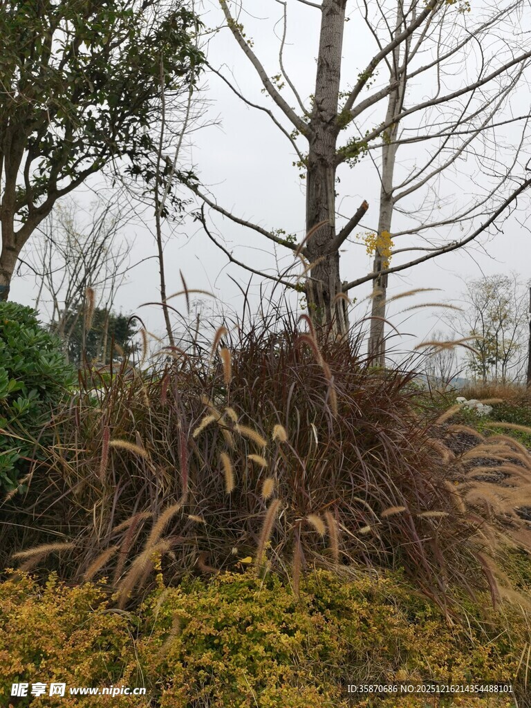 冬日枯树与杂草景观