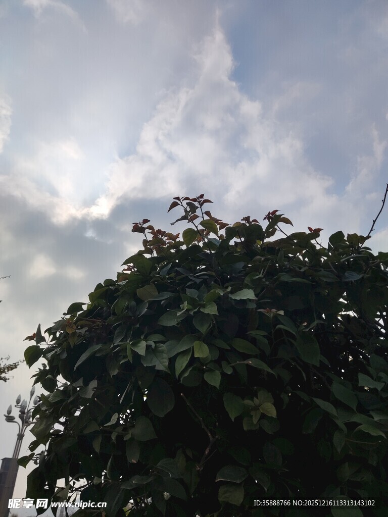 天空下的繁茂绿植