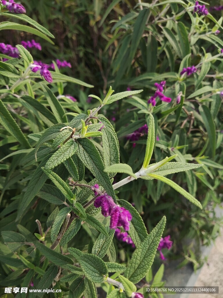 紫色花卉与绿叶植物景观