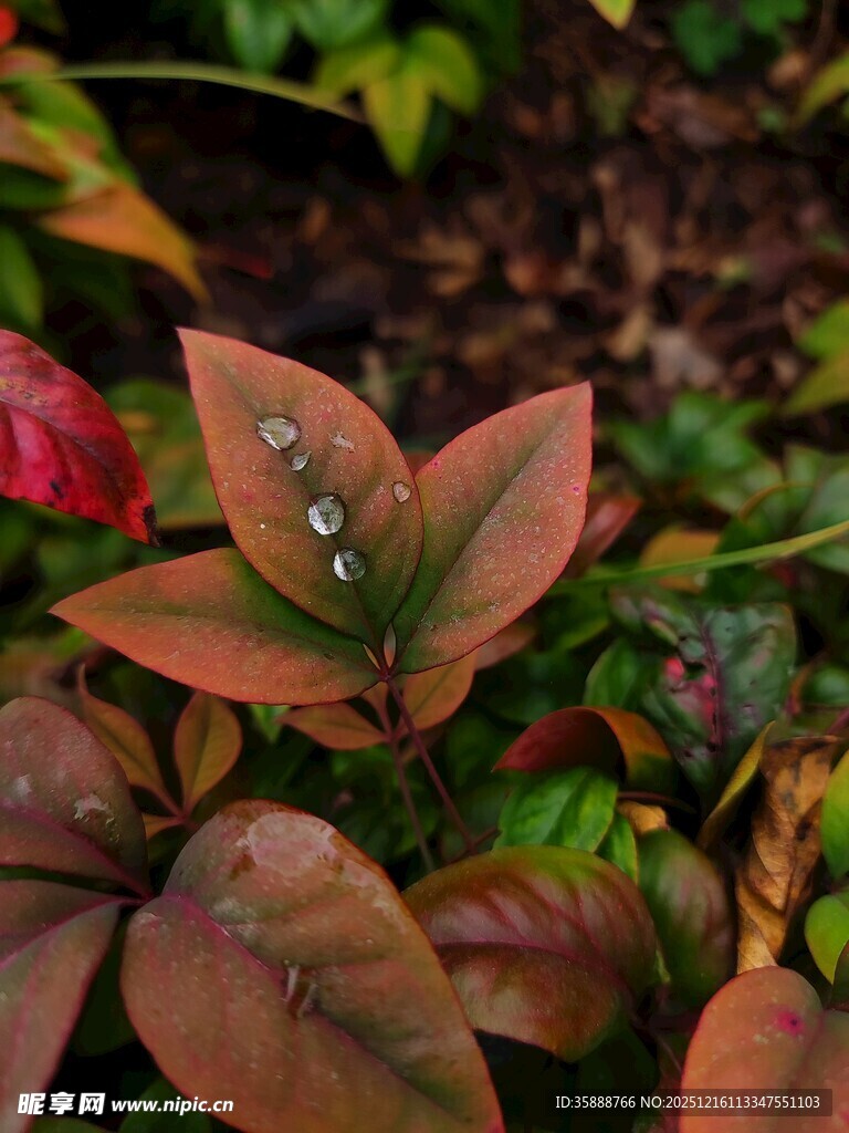 带露红叶植物特写