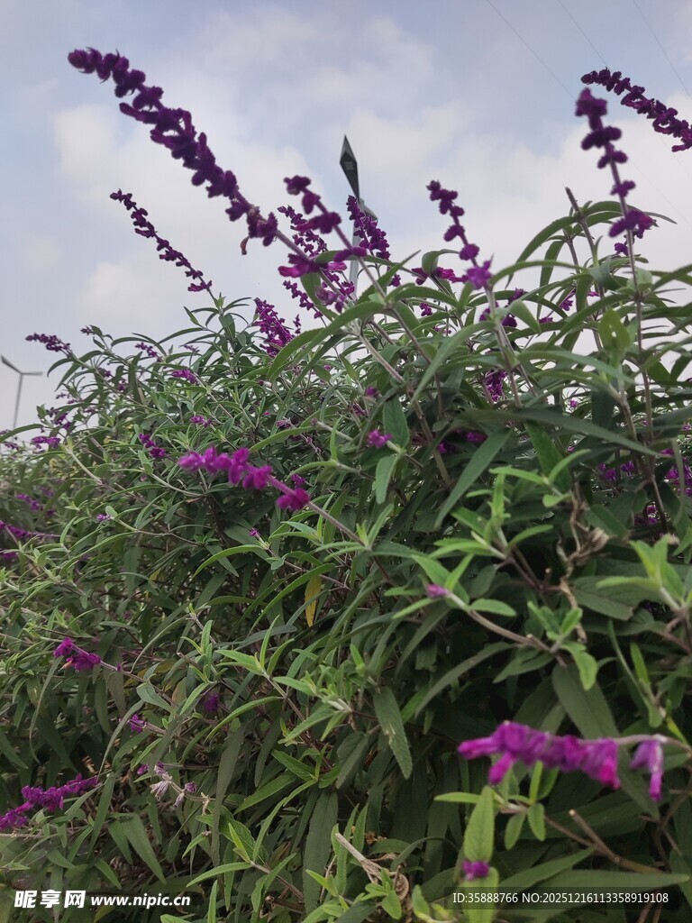 紫色花卉绽放于绿叶间