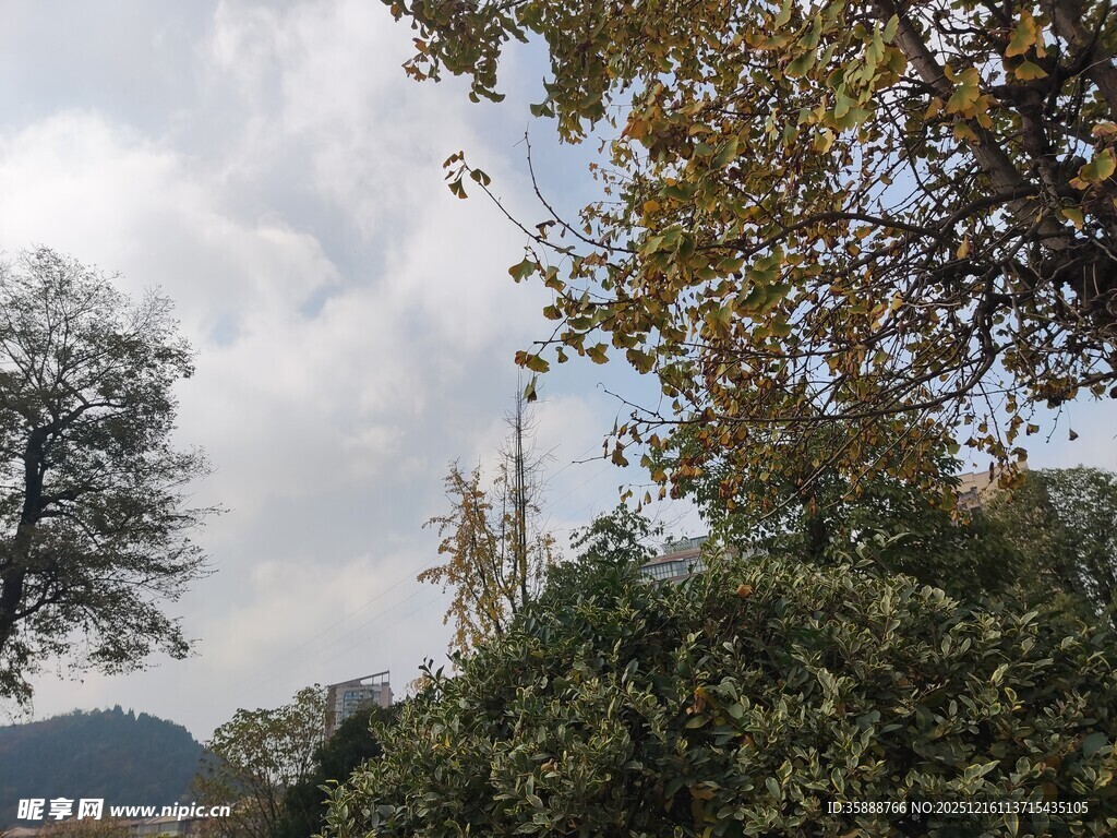 山林间的树木与天空景色