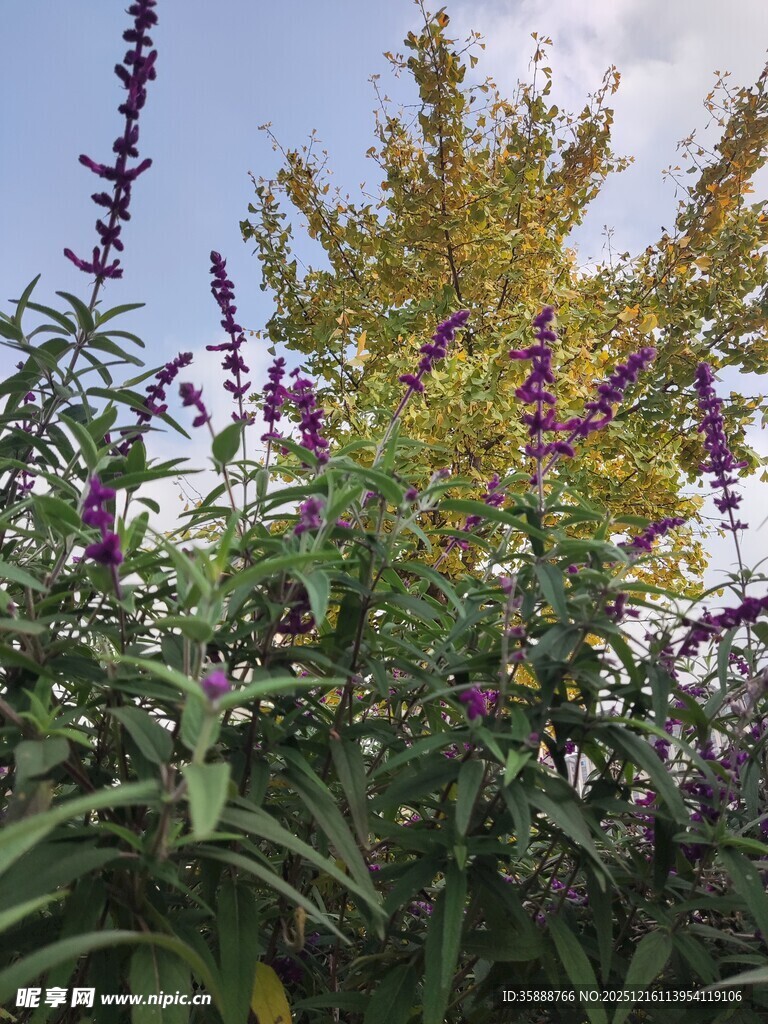 秋日花园中繁茂花卉景观