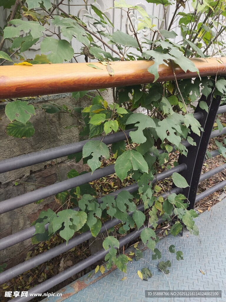 栏杆上攀爬的翠绿藤蔓