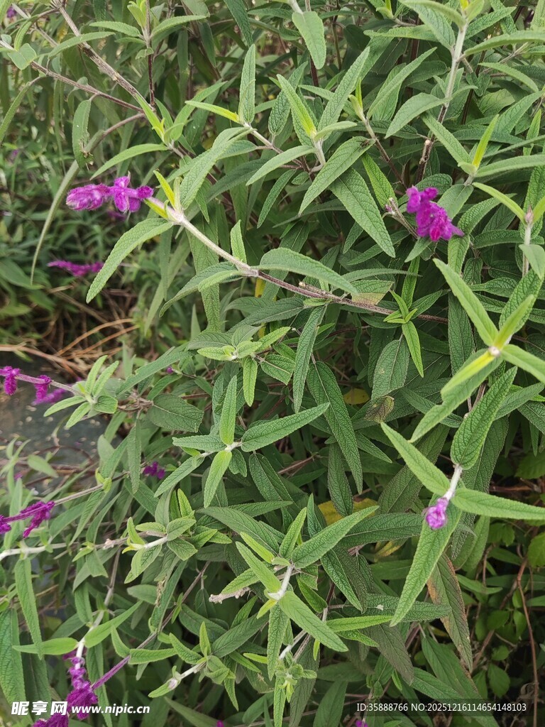 绿叶丛中的紫色小花