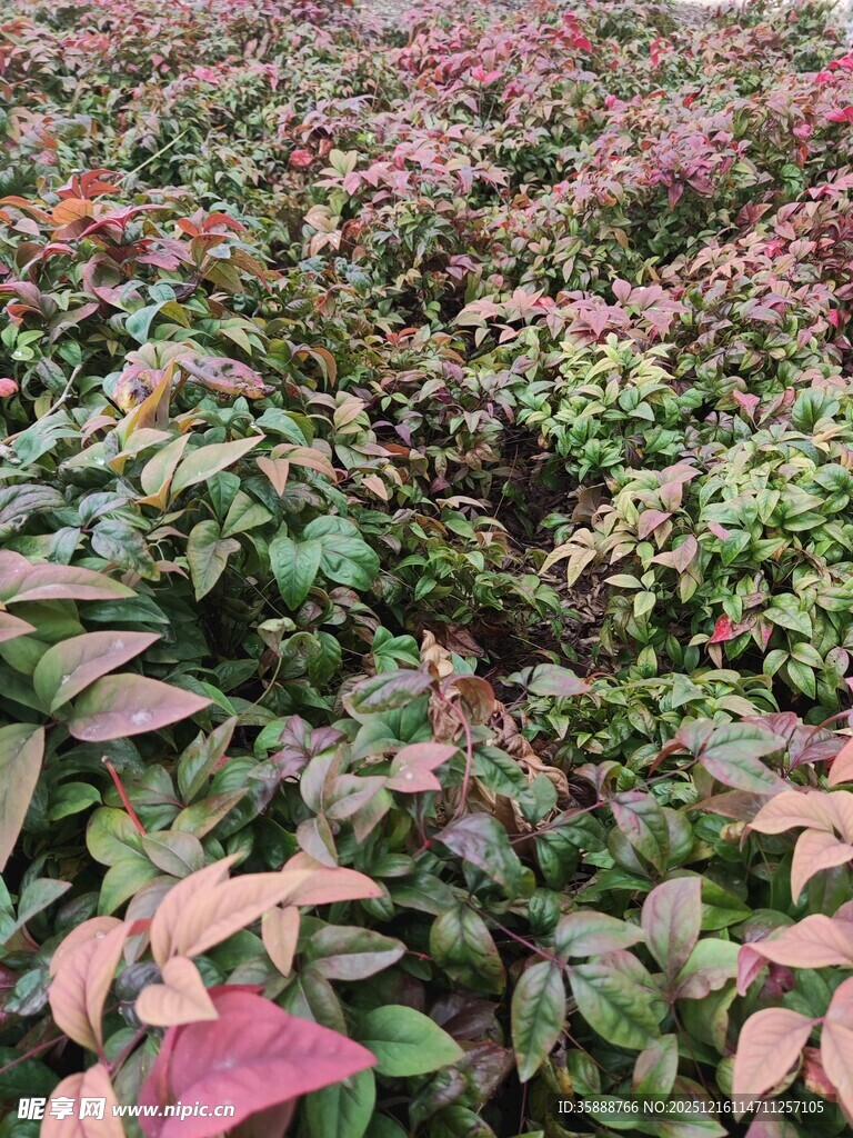 多彩叶片植物景观