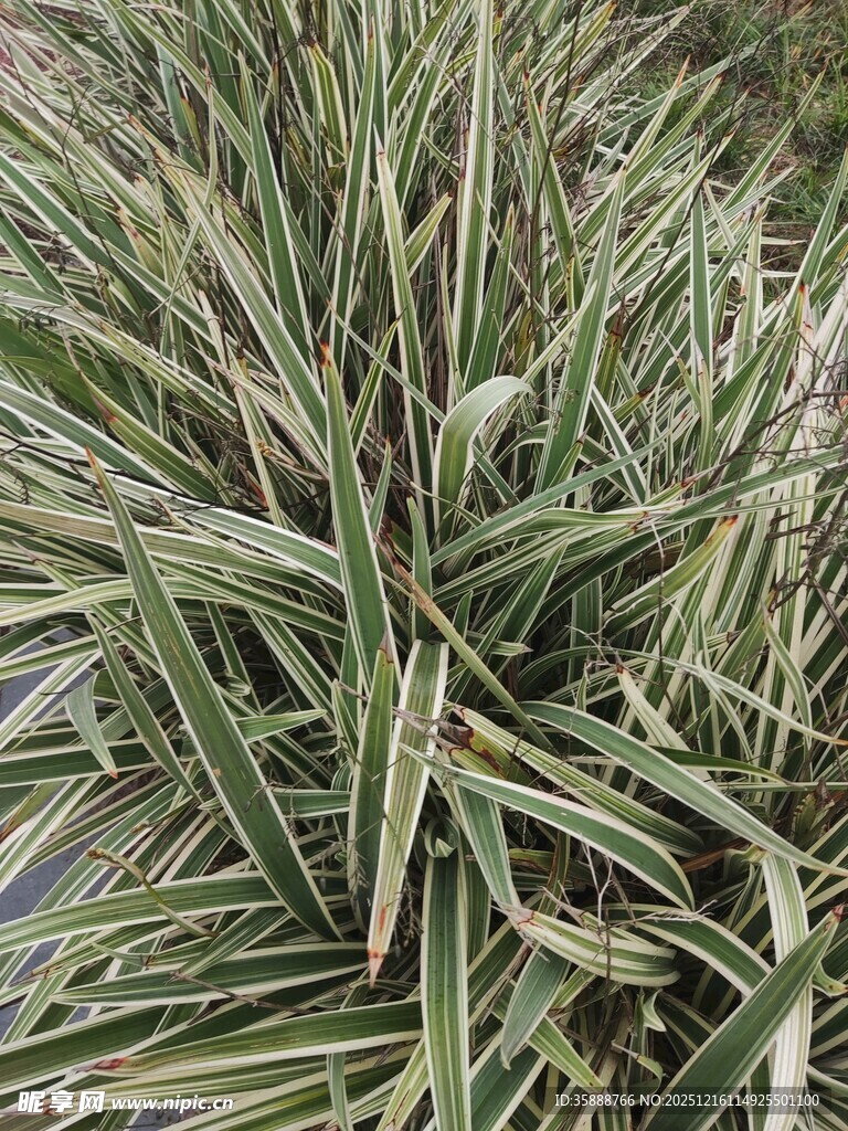 细长条纹叶片的绿植