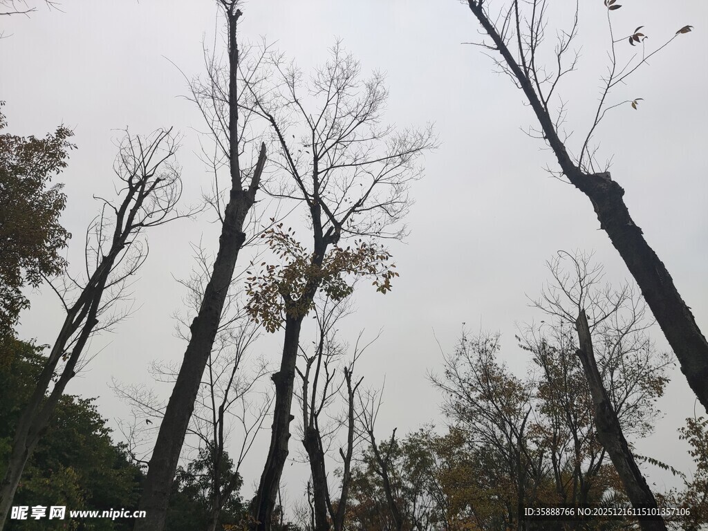 冬日枯树林景象