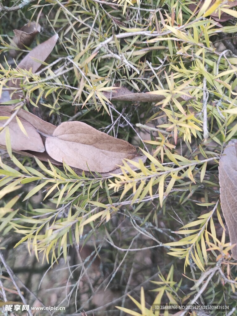 地上的松针与枯叶