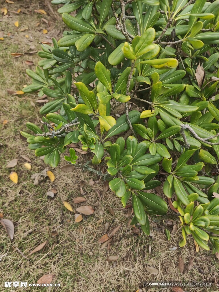 绿叶繁茂的地面绿植