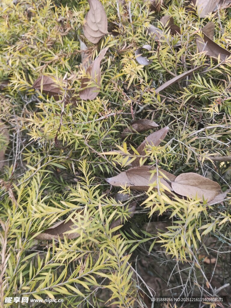 地面上的枯黄与绿色植物