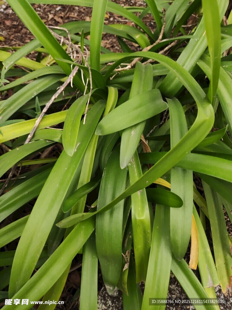 翠绿细长叶片的植物