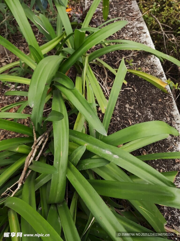 翠绿丛生的长叶植物