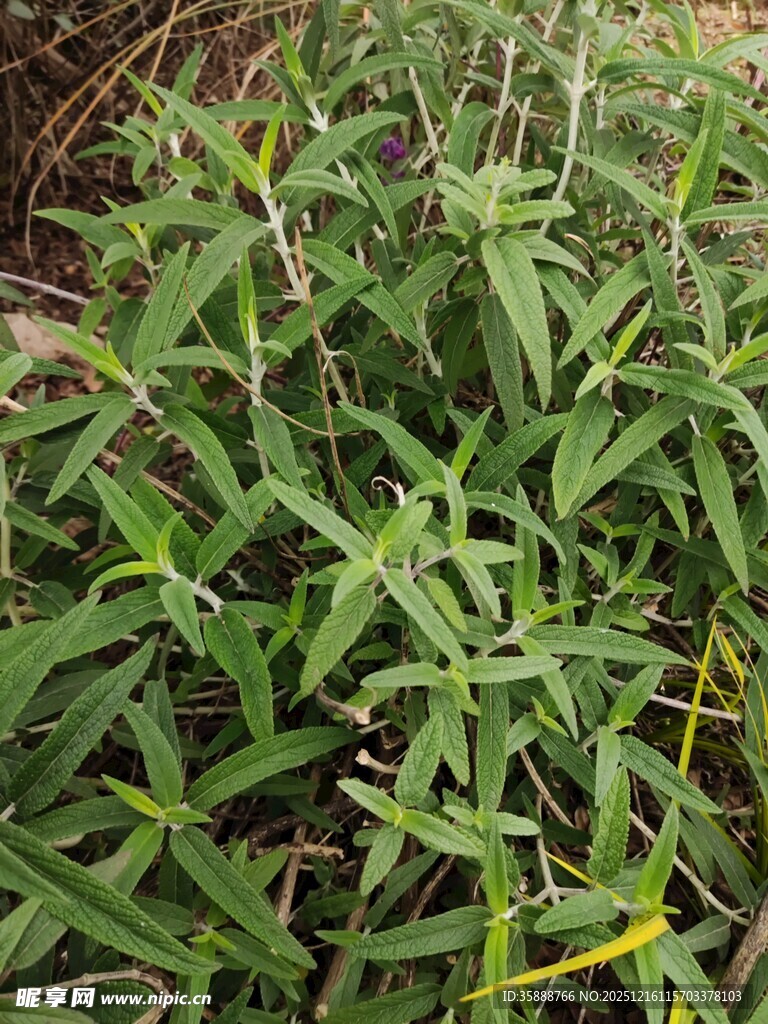 绿叶繁茂的野生植物