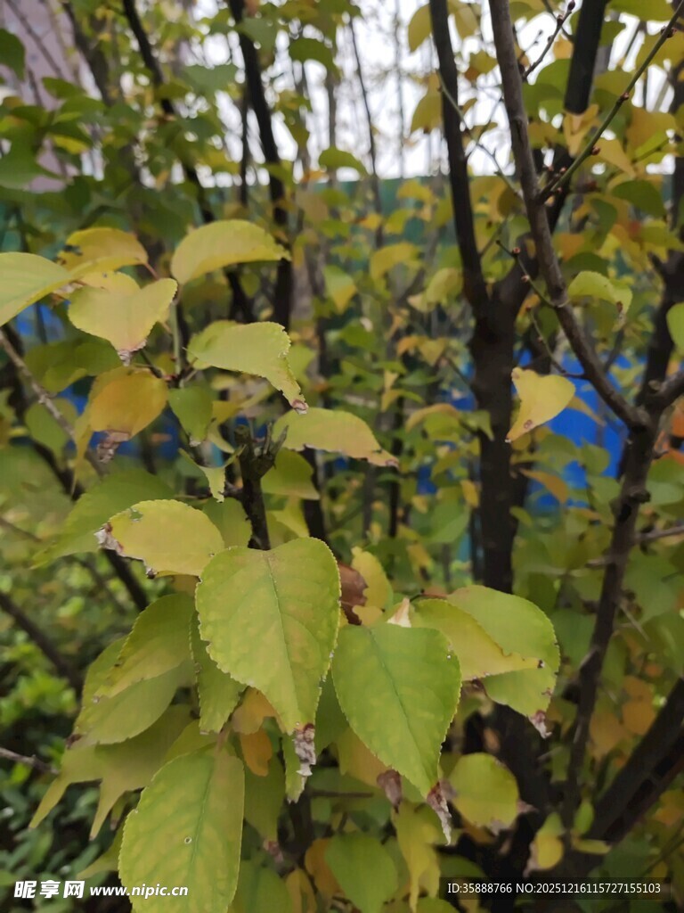 秋日枝头黄绿相间的树叶