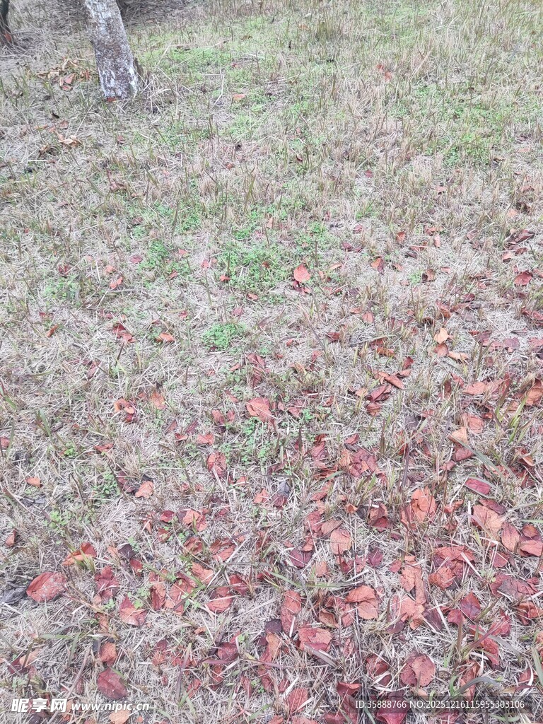 地面散落的红色落叶