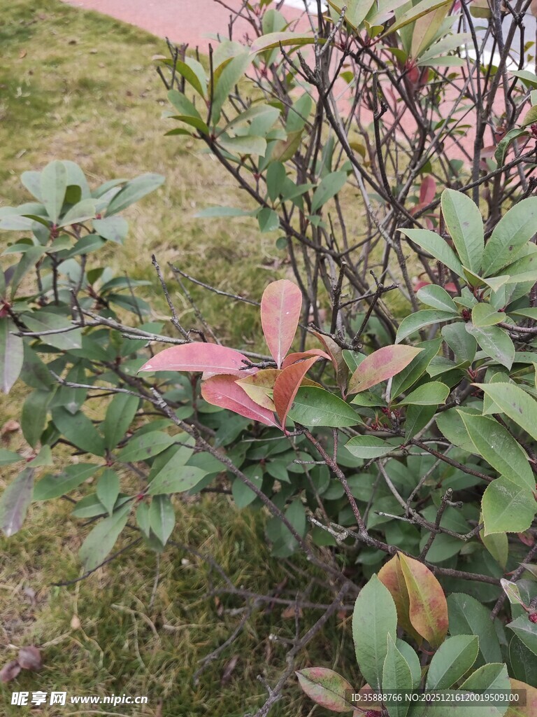 粉色叶片植物特写
