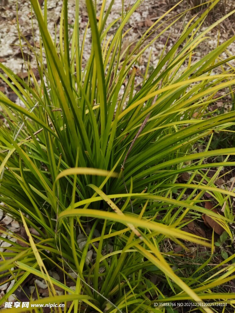 翠绿细长叶片的丛生植物