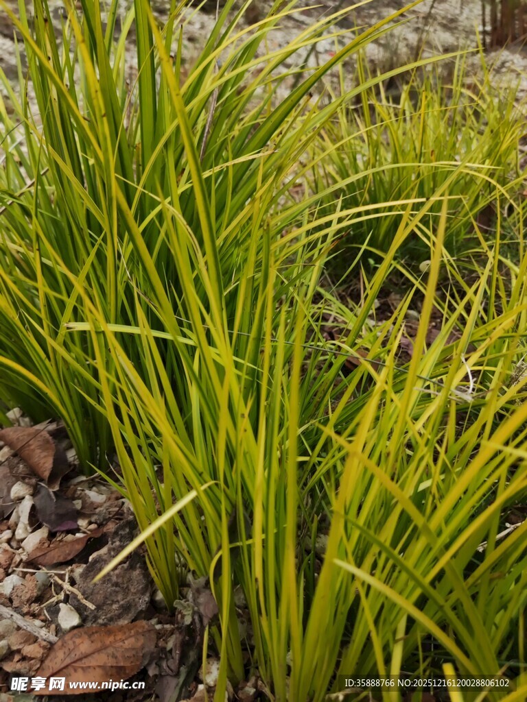 翠绿丛生草自然清新景致